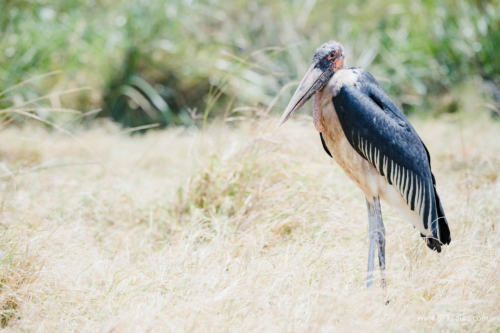 TZ Value 21 Sep 2024 Tatiana S-158