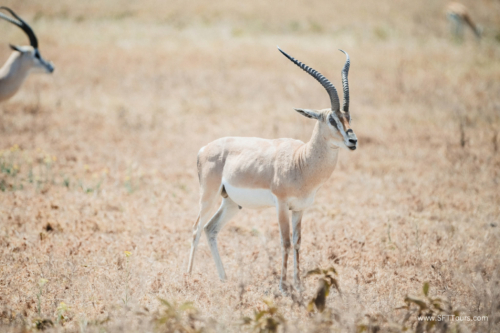 TZ Value 21 Sep 2024 Tatiana S-161