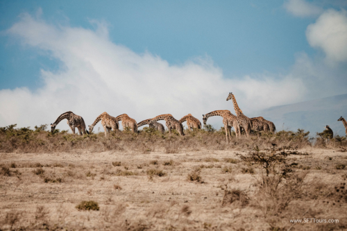 TZ Value 21 Sep 2024 Tatiana S-181