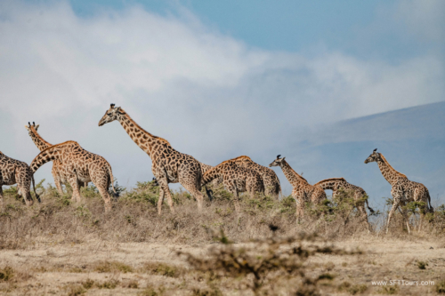 TZ Value 21 Sep 2024 Tatiana S-183