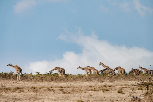 TZ Value 21 Sep 2024 Tatiana S-184