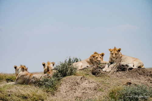 TZ Value 21 Sep 2024 Tatiana S-185