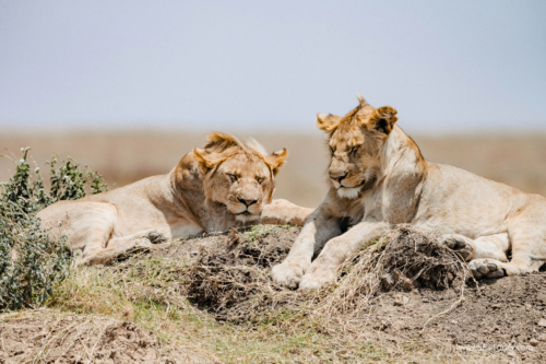 TZ Value 21 Sep 2024 Tatiana S-188