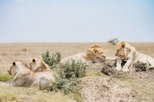 TZ Value 21 Sep 2024 Tatiana S-190