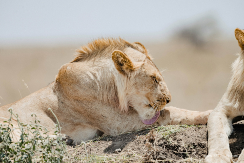 TZ Value 21 Sep 2024 Tatiana S-193