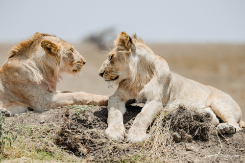 TZ Value 21 Sep 2024 Tatiana S-194