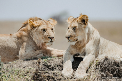 TZ Value 21 Sep 2024 Tatiana S-196