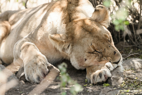 TZ Value 21 Sep 2024 Tatiana S-201