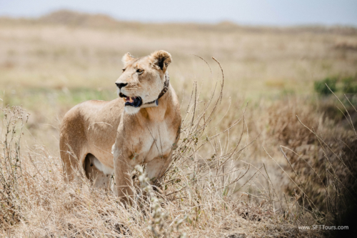 TZ Value 21 Sep 2024 Tatiana S-204