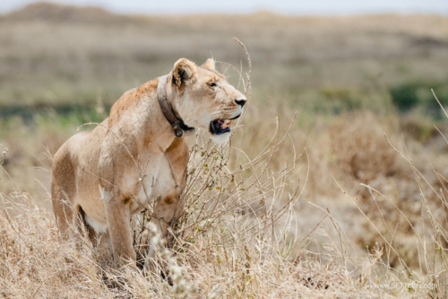 TZ Value 21 Sep 2024 Tatiana S-207