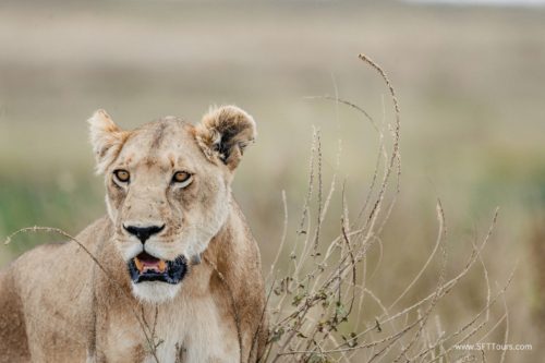 TZ Value 21 Sep 2024 Tatiana S-212