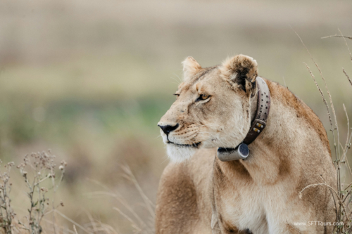 TZ Value 21 Sep 2024 Tatiana S-213