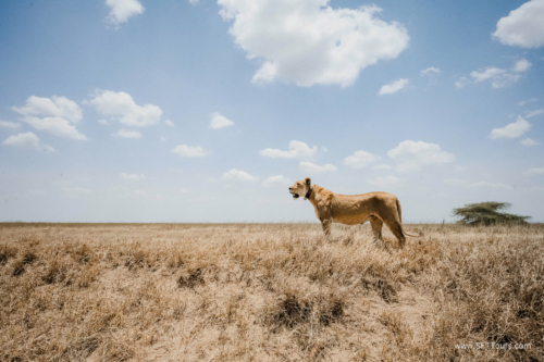 TZ Value 21 Sep 2024 Tatiana S-223