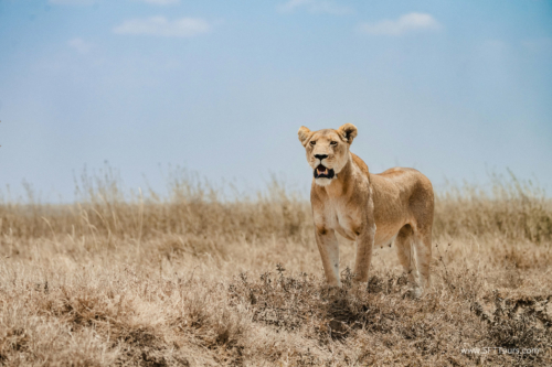 TZ Value 21 Sep 2024 Tatiana S-229