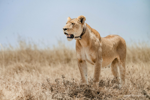 TZ Value 21 Sep 2024 Tatiana S-230