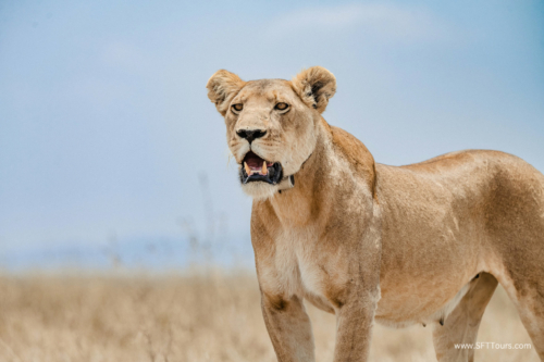 TZ Value 21 Sep 2024 Tatiana S-232