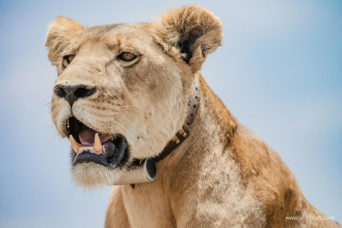 TZ Value 21 Sep 2024 Tatiana S-234