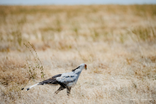 TZ Value 21 Sep 2024 Tatiana S-235