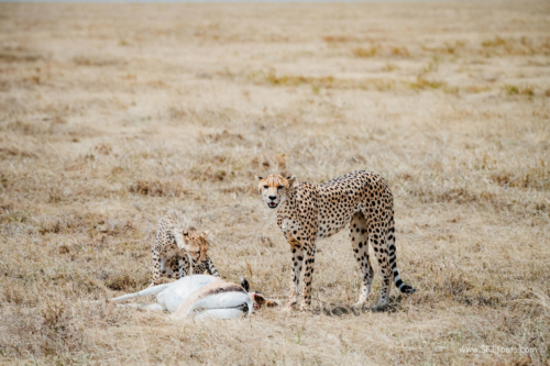 TZ Value 21 Sep 2024 Tatiana S-236