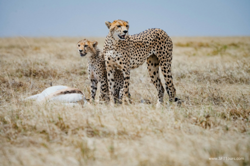 TZ Value 21 Sep 2024 Tatiana S-240