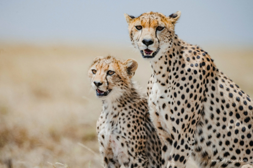 TZ Value 21 Sep 2024 Tatiana S-243