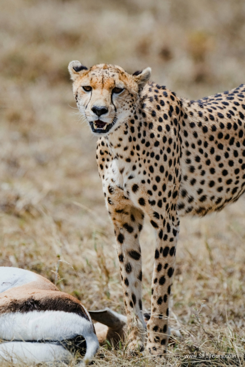 TZ Value 21 Sep 2024 Tatiana S-250