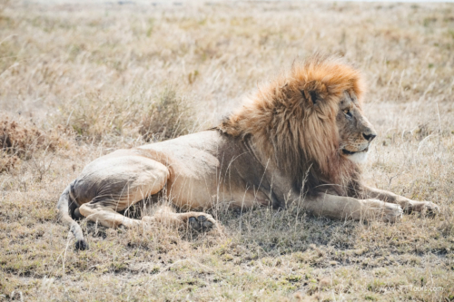 TZ Value 21 Sep 2024 Tatiana S-265