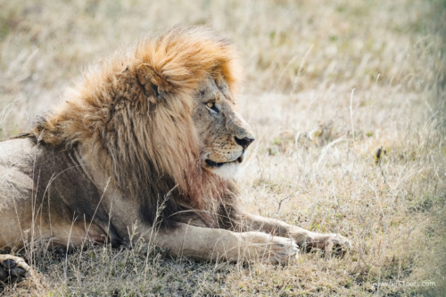 TZ Value 21 Sep 2024 Tatiana S-266