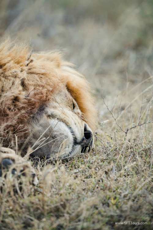 TZ Value 21 Sep 2024 Tatiana S-277