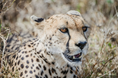 TZ Value 21 Sep 2024 Tatiana S-282