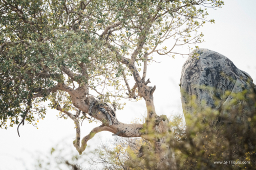 TZ Value 21 Sep 2024 Tatiana S-286