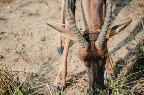 TZ Value 21 Sep 2024 Tatiana S-290