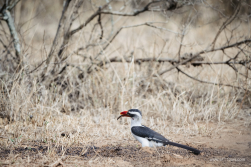 TZ Value 21 Sep 2024 Tatiana S-323