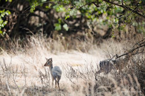 TZ Value 21 Sep 2024 Tatiana S-325