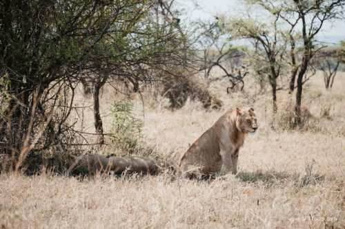 TZ Value 21 Sep 2024 Tatiana S-336