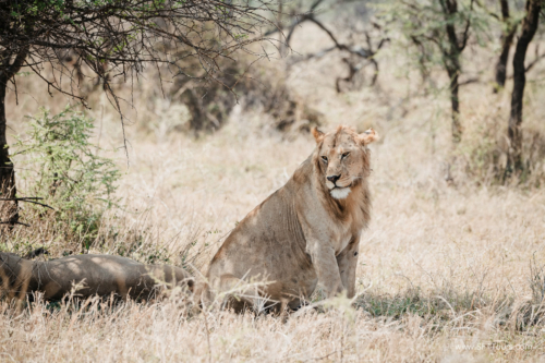 TZ Value 21 Sep 2024 Tatiana S-337