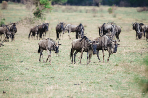 TZ Value 21 Sep 2024 Tatiana S-349