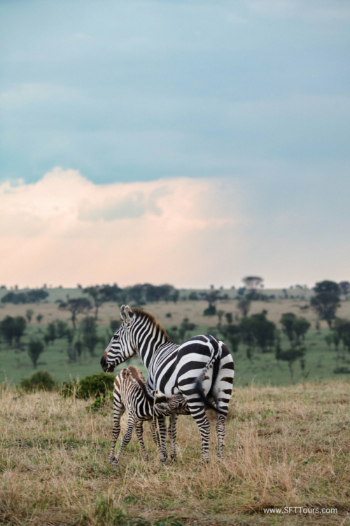 TZ Value 21 Sep 2024 Tatiana S-375