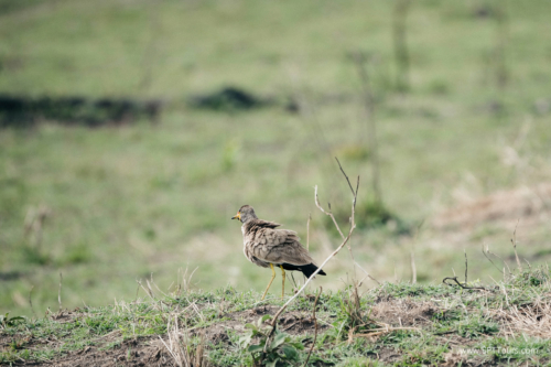 TZ Value 21 Sep 2024 Tatiana S-411