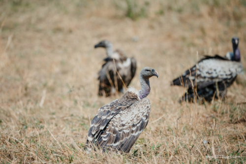 TZ Value 21 Sep 2024 Tatiana S-413