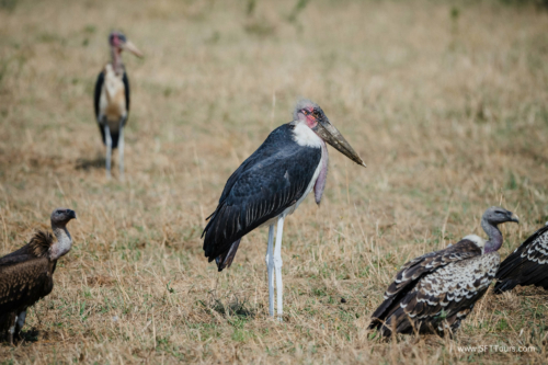 TZ Value 21 Sep 2024 Tatiana S-414