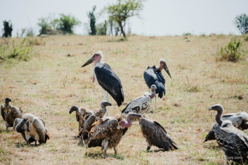 TZ Value 21 Sep 2024 Tatiana S-417