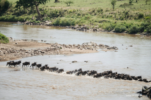 TZ Value 21 Sep 2024 Tatiana S-420