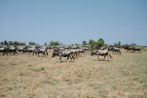 TZ Value 21 Sep 2024 Tatiana S-423