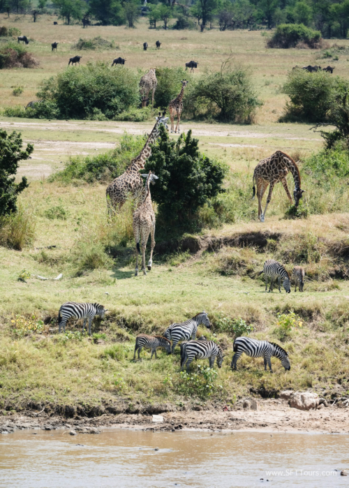 TZ Value 21 Sep 2024 Tatiana S-424