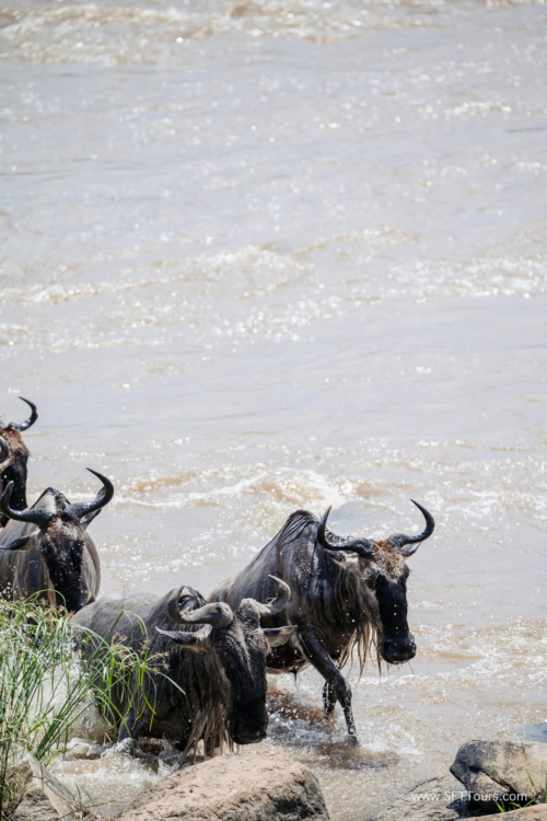 TZ Value 21 Sep 2024 Tatiana S-438