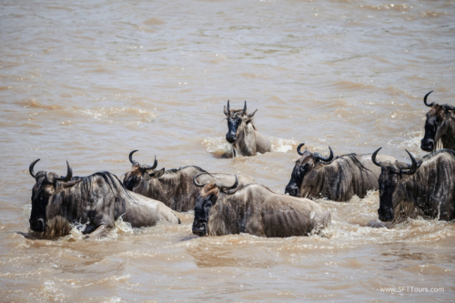 TZ Value 21 Sep 2024 Tatiana S-443