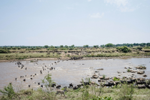 TZ Value 21 Sep 2024 Tatiana S-460