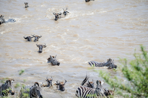 TZ Value 21 Sep 2024 Tatiana S-461