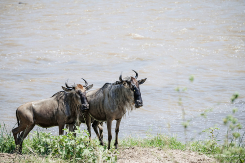 TZ Value 21 Sep 2024 Tatiana S-462